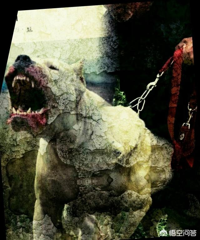 美国斗牛犬与藏獒:世界上有哪些品种的狗狗难以驾驭？