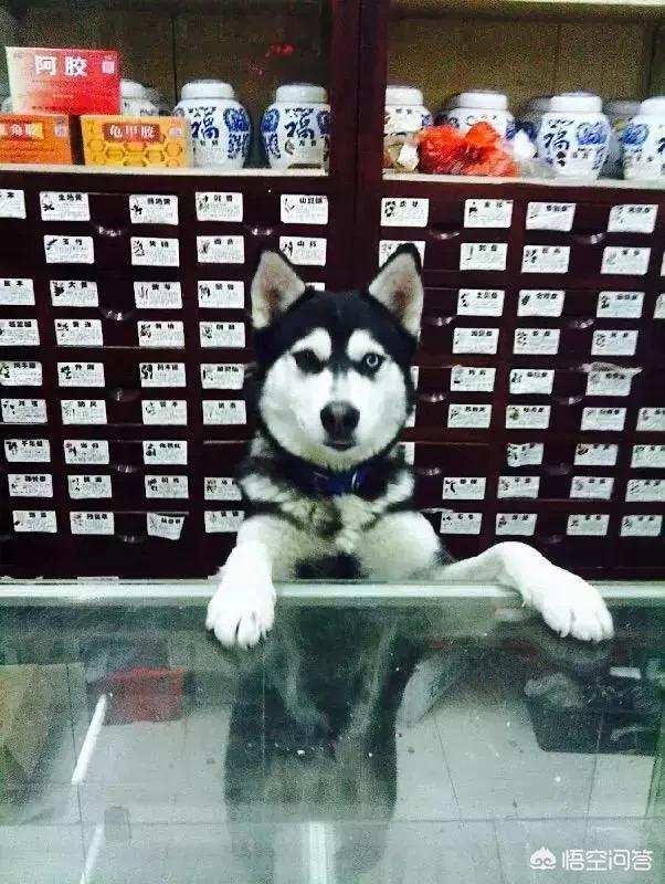 狗的品种:怎样分辨狗狗的品种，有什么技巧？ 狗的品种小型犬