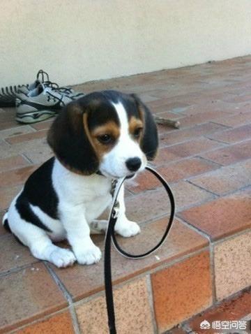 比格猎犬特点:养一只比格犬是一种怎样的体验？