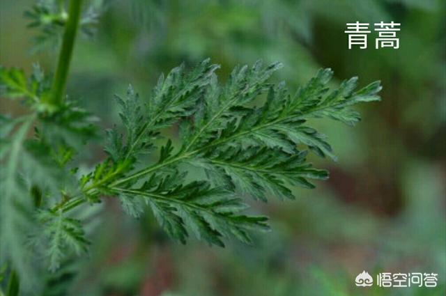 头条问答 黄花蒿和青蒿到底是不是同一物种 Gundam老豆的回答 0赞