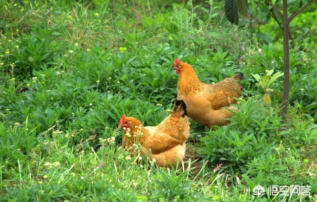 散养鸡技术:散养土鸡的饲料怎样搭配好？