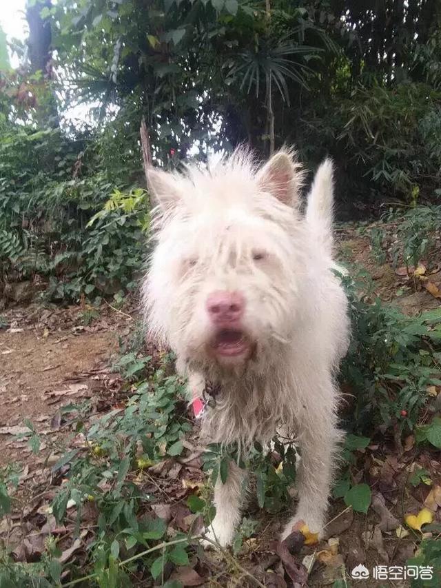 搜救犬阿虎:搜救犬阿虎的片头曲 无所不能的搜救犬是如何训练成的？