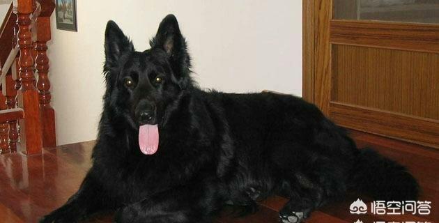 熊皮沙皮犬多少钱:黑熊犬幼犬价格多少？哪里可以买到？