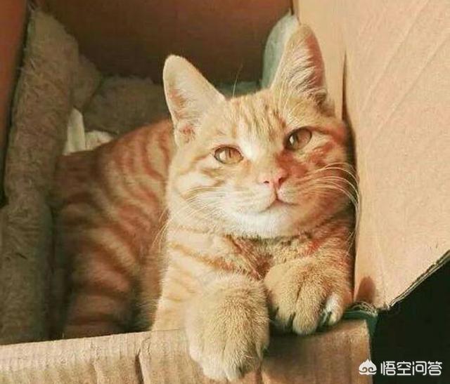 狸花猫是中国本土猫吗，橘猫和黄狸猫有什么区别呢