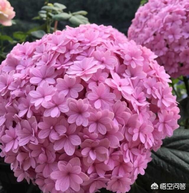 头条问答 绣球扦插生根后 叶片不见长 是什么原因 10个回答