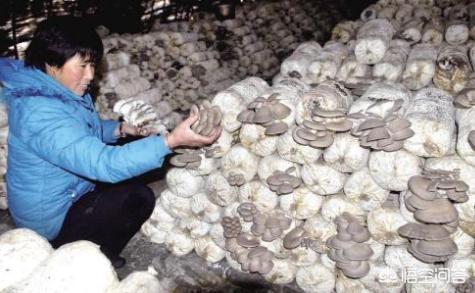 农村大叔自制平菇菌种，想学种植平菇，自己做菌种难不难大概要投资多少