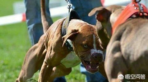 最小型宠物狗品种大全图片:容易打理的小型犬有哪些？