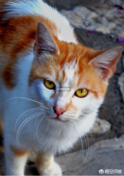 母猫把刚生的两只小猫吃了,是怎么回事？