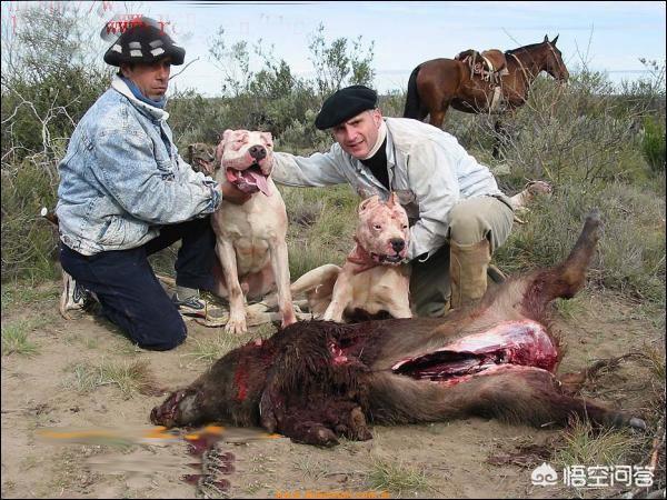 最好的护卫犬排行榜:想去登山和徒步旅行，应该带什么狗狗最适合？