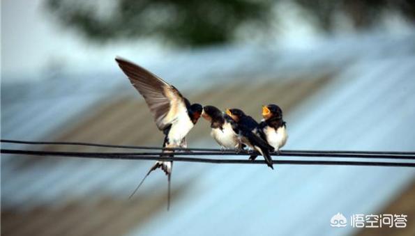 小鸟站在高压线上为什么不会触电，为什么高压线上面的小鸟不会触电？
