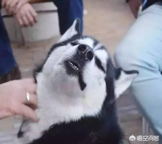 呆萌二货哈士奇:该怎么养哈士奇？需要注意什么？