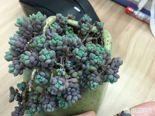 姬星美人开花会死吗:姬星美人开花直接剪头吗 多肉开花要剪掉吗？为什么？