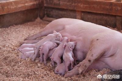 母猪过产期最晚过几天，母猪产期己超过一天，可以打录前列吗为什么
