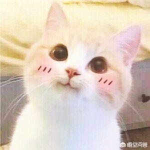 冻干猫粮:买有冻干的猫粮比较好还是直接买肉比较好？