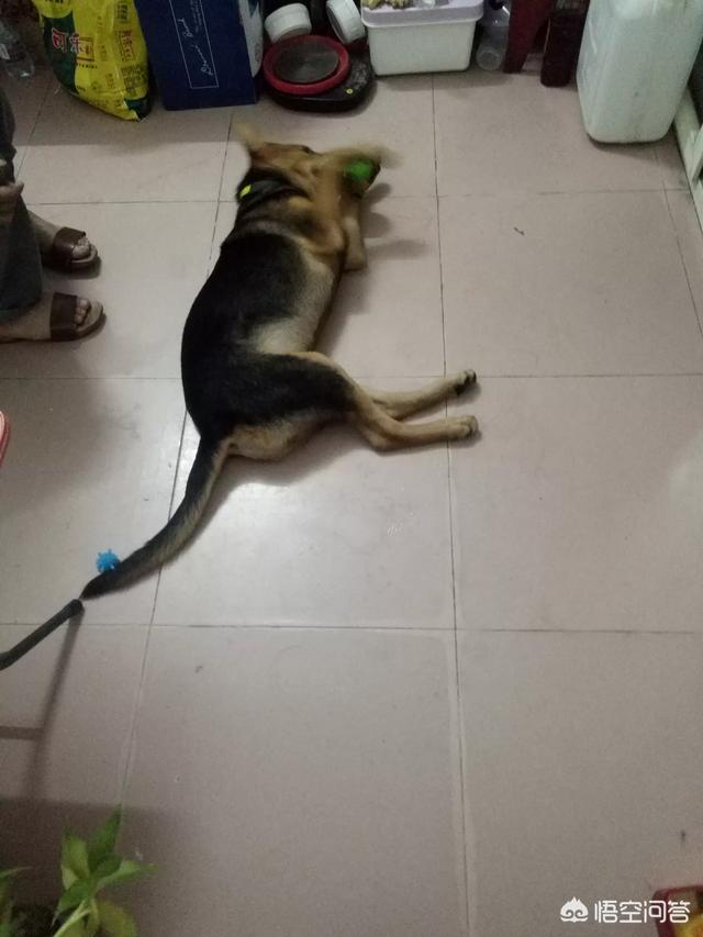 两个月狗狗感冒了吃什么药:两个月狗狗感冒了吃什么药好 泰迪2个月感冒吃什么药？