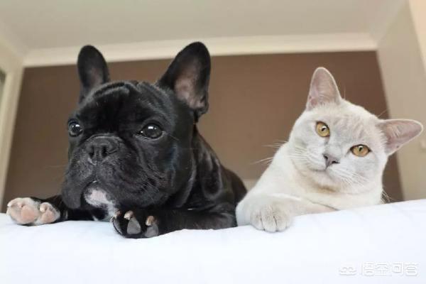 猫咪真的是狗的对手吗，猫和狗在一起，为什么猫是老大