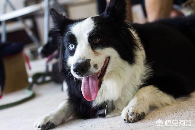 边境牧羊犬的性格特点是什么:边境牧羊犬的哪些坏习惯是不能被人们所接受的？