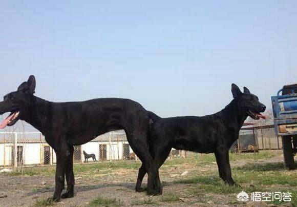 墨界黑狼犬吧:我国的黑狼犬还多吗？主要分布在哪些地方？