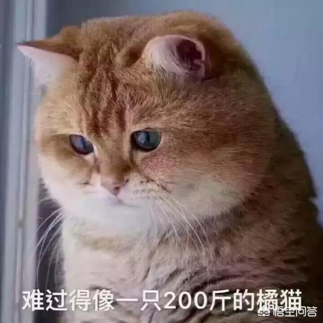 真正的虐猫群2018:主人打猫的时候猫怎么想？