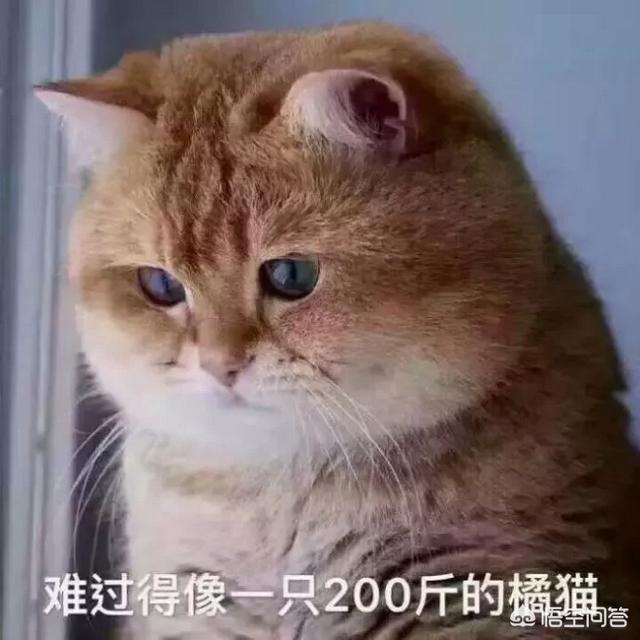 明堂养猫记第三集:主人打猫的时候猫怎么想？