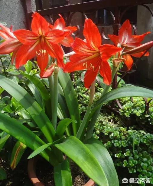 植物鹤顶红图片:朱顶红和对红有什么区别？如何区分？