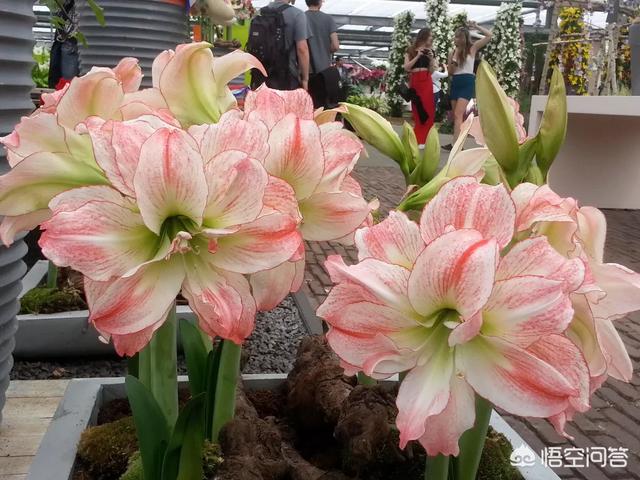 植物鹤顶红图片:朱顶红和对红有什么区别？如何区分？