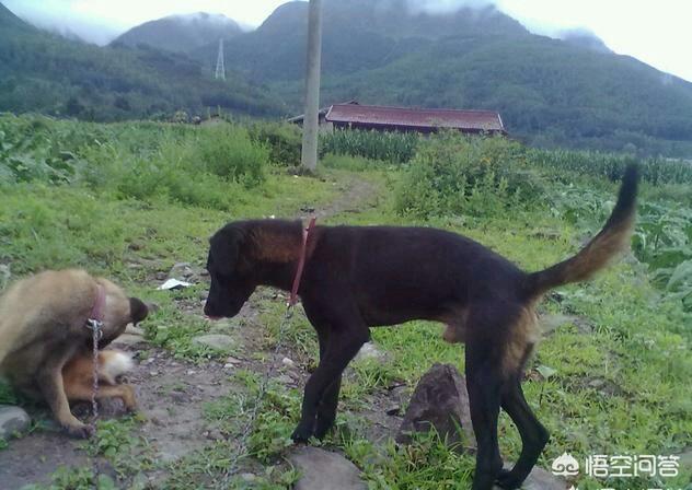 阿富汗猎犬多少钱:2018年凉山猎犬的价格是多少？这品种的狗怎么样？