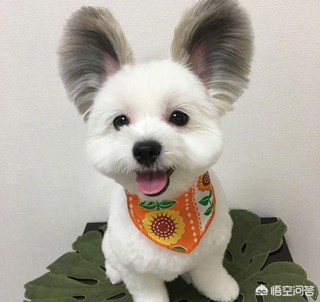 南京皇朝博美犬舍网址:这些年被不良繁殖人玩坏的狗有哪些？