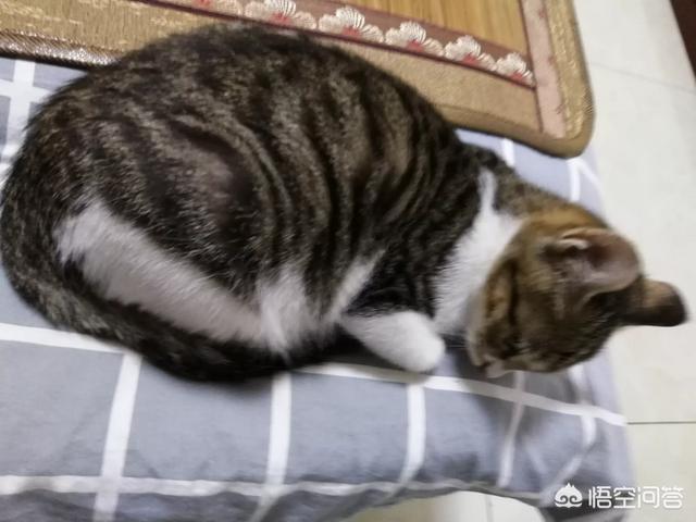 学校里养猫的坏处:有哪些大学宿舍允许养猫？如果想养猫该怎么办？