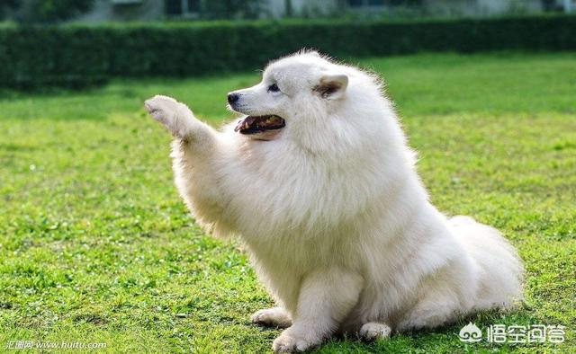 samoyed:萨摩耶，金毛犬，哪个好养？