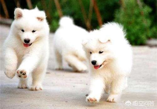 samoyed:萨摩耶，金毛犬，哪个好养？