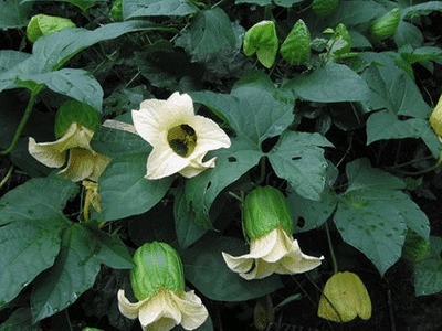 木乞乌鸦藤有什么作用和功效