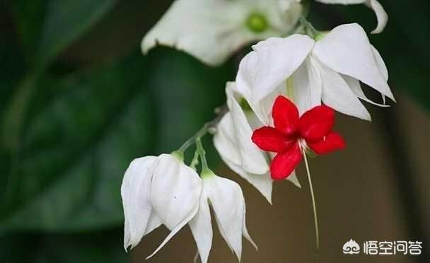 龙吐珠花图片:龙吐珠怎么做开花多?请回复？