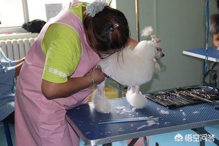 金马宠物美容学校学费:在广州学习宠物美容贵吗？