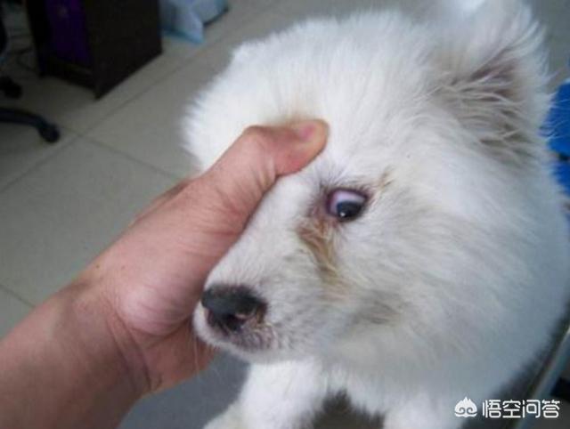 关于藏獒犬瘟热的治疗:我家的藏獒犬为什么总是流眼泪，眼睛上老是脏，有什么办法吗？ 狗狗得了犬瘟热瘫痪了会好吗
