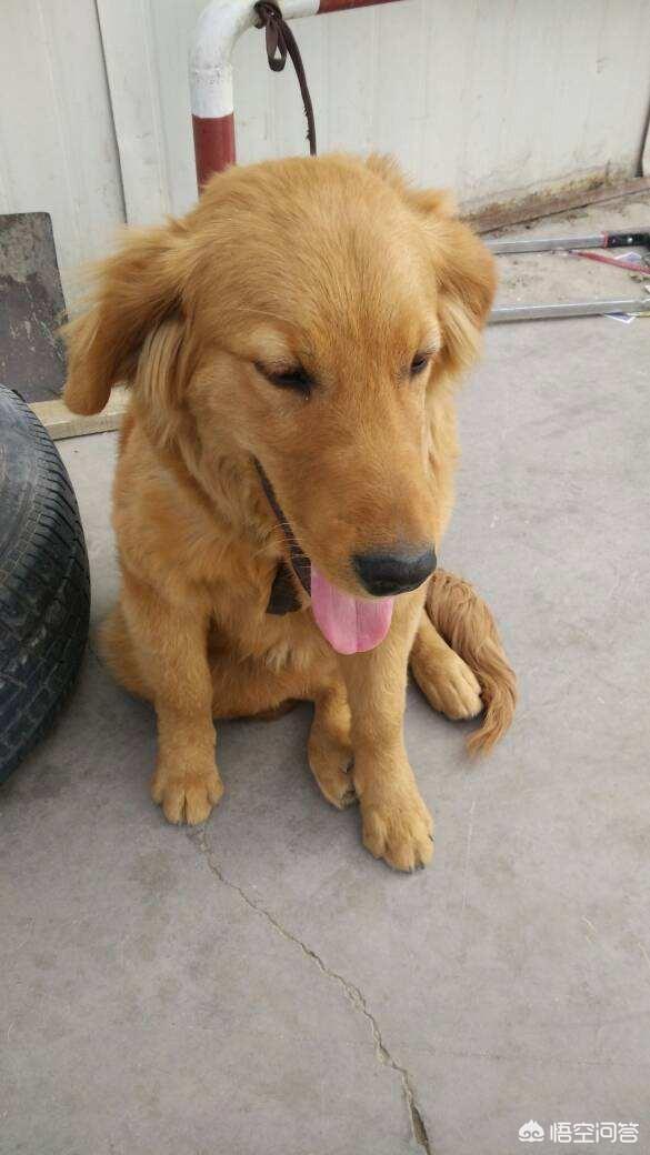 金毛幼犬的狗粮怎么选:七个月金毛吃什么狗粮合适？