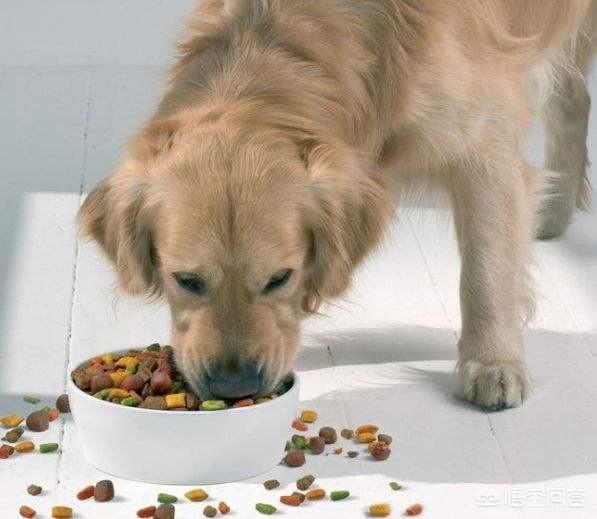 金毛幼犬的狗粮怎么选:七个月金毛吃什么狗粮合适？