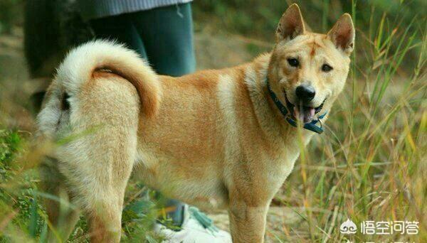 中华田园犬智商怎么样:为什么一些人不喜欢养土狗，土狗聪明吗？