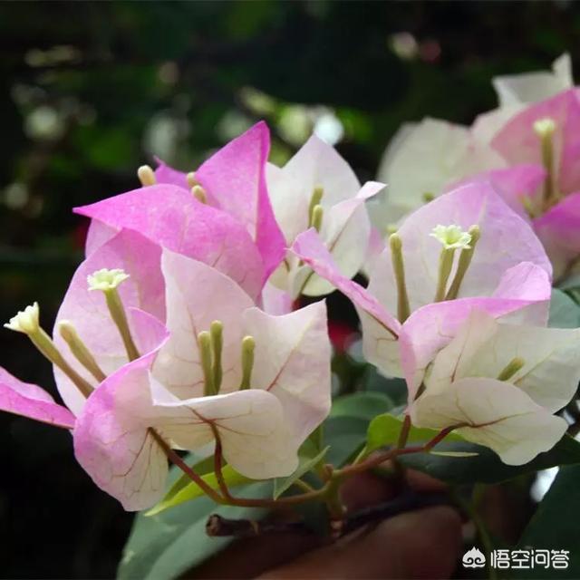 家里养梅花好吗:三角梅花能在室内养护吗？