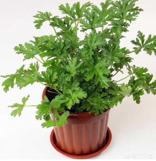 什么植物一年四季都能散发香味？
