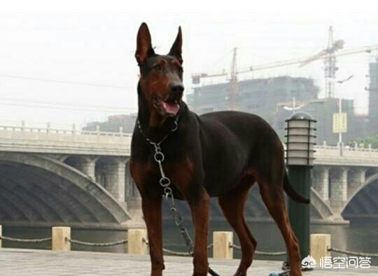 个人莱州红犬出售:面对国外品种的狗入侵，中国土狗未来将走向何方？