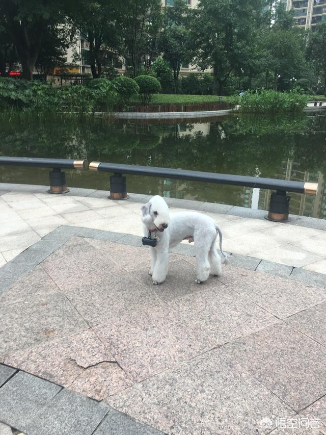 迷你贝吉格里芬凡丁犬:迷你贝吉格里芬凡丁犬图片 为什么现在贝灵顿这种狗没人买呢？