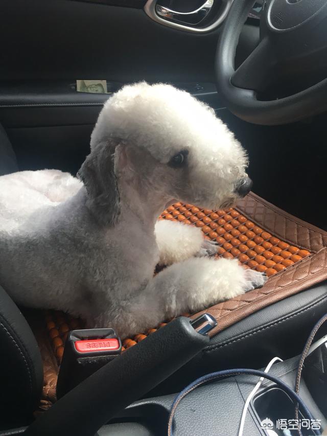 大型贝吉格里芬凡丁犬:世界上最珍稀的犬种有哪些？为什么？ 迷你贝吉格里芬凡丁犬