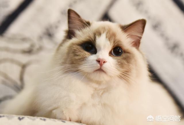 哈尔滨布偶猫价格多少钱一只:养一对布偶猫每月大约要花多少钱？