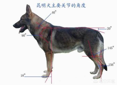 卡斯罗罗威纳是最好的护卫犬:在乡下城郊，有哪些优秀的猛犬可以推荐养？