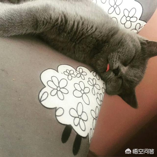 什么品种的猫咪特别可爱？