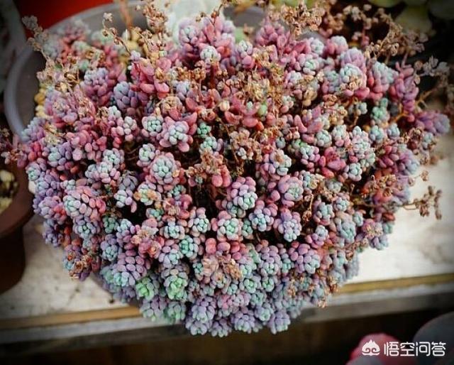 姬星美人开花会死吗:姬星美人开花直接剪头吗 多肉开花要剪掉吗？为什么？