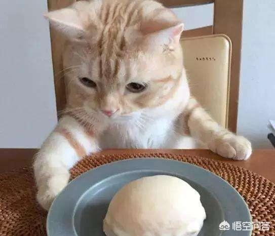 冻干猫粮:买有冻干的猫粮比较好还是直接买肉比较好？