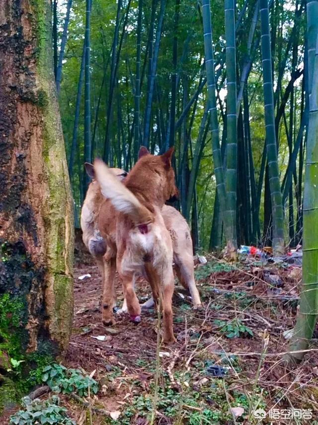 爱尔兰雪达犬基地:假设一个人养了五只猎犬，如果一只攻击主人，其他四只会如何？