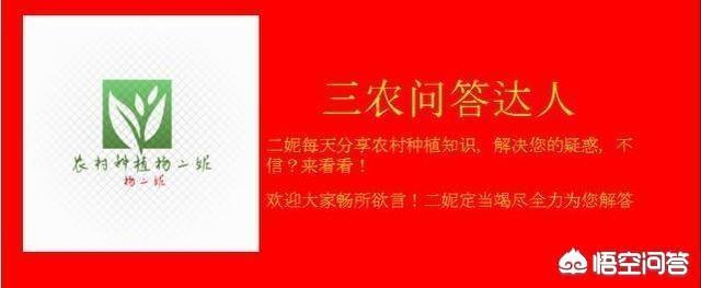 蓝花楹报价:蓝花楹树价格 专业种植蓝花楹前景如何？